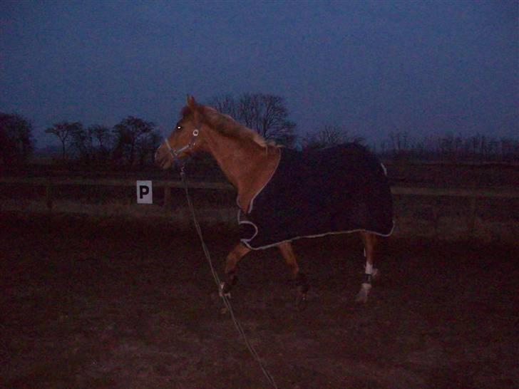 Dressurundervisning - Ridning af Goldy- Foldbilleder- Uggerhalne rideklub.- billede 44