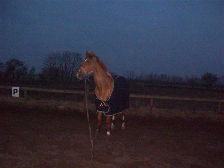 Dressurundervisning - Ridning af Goldy- Foldbilleder- Uggerhalne rideklub.- billede 45