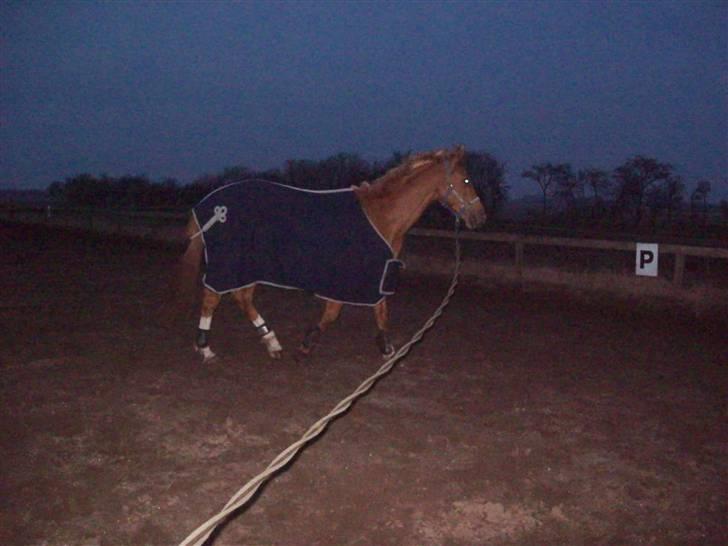 Dressurundervisning - Ridning af Goldy- Foldbilleder- Uggerhalne rideklub.- billede 46