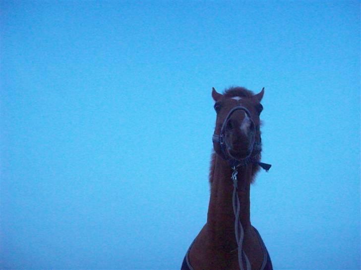 Dressurundervisning - Ridning af Goldy- Foldbilleder- Uggerhalne rideklub.- billede 47