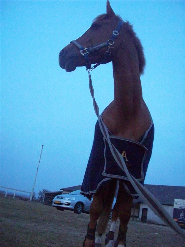 Dressurundervisning - Ridning af Goldy- Foldbilleder- Uggerhalne rideklub.- billede 48