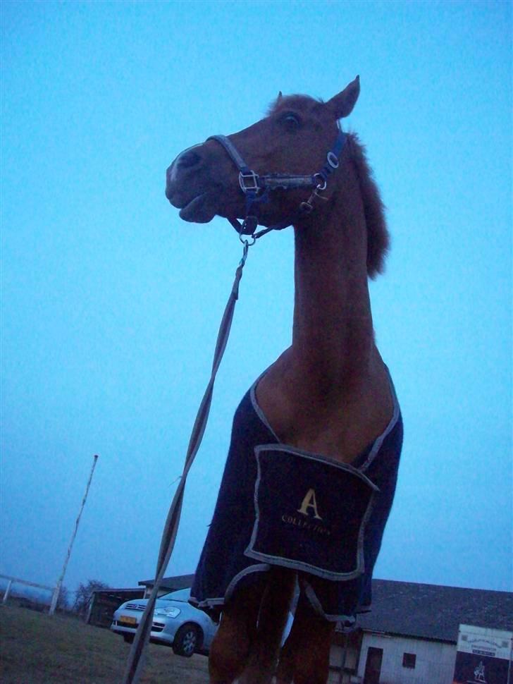 Dressurundervisning - Ridning af Goldy- Foldbilleder- Uggerhalne rideklub.- billede 49