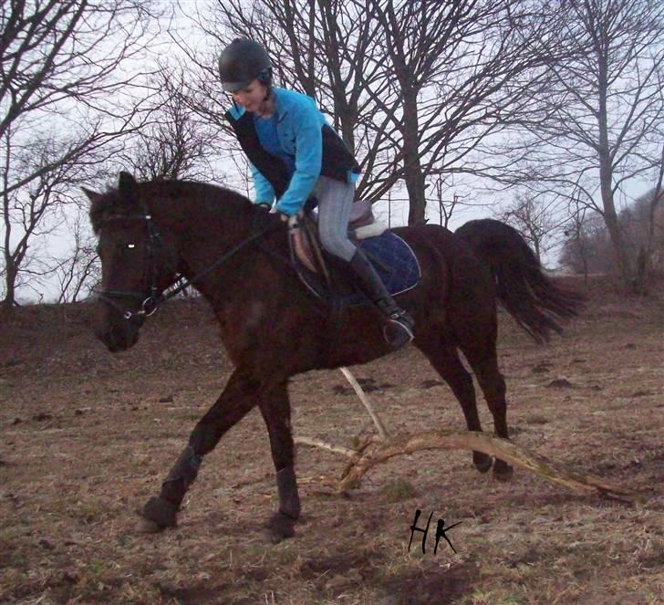 Dressurundervisning - Ridning af Goldy- Foldbilleder- Uggerhalne rideklub.- billede 51