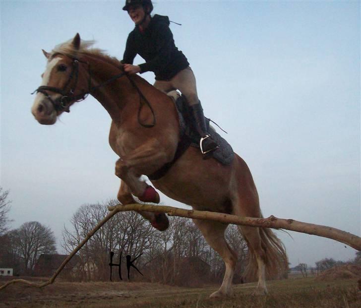 Dressurundervisning - Ridning af Goldy- Foldbilleder- Uggerhalne rideklub.- billede 53