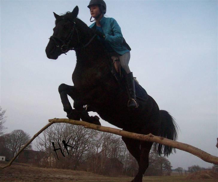 Dressurundervisning - Ridning af Goldy- Foldbilleder- Uggerhalne rideklub.- billede 55