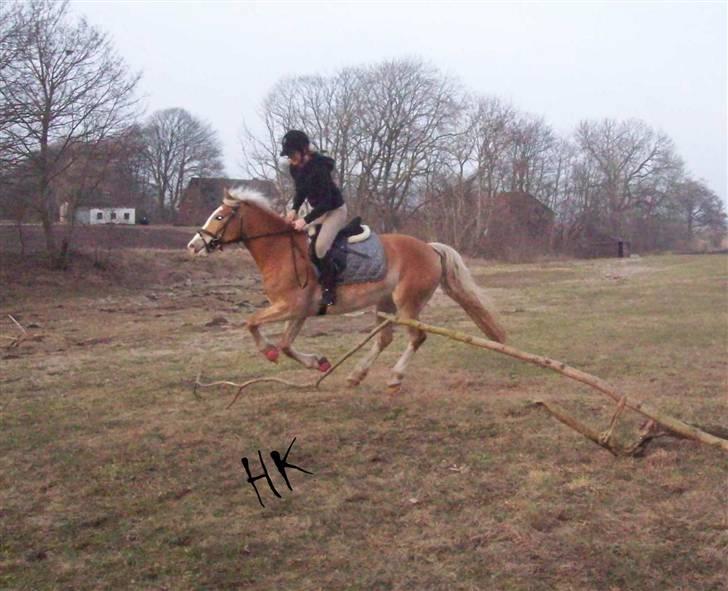 Dressurundervisning - Ridning af Goldy- Foldbilleder- Uggerhalne rideklub.- billede 57