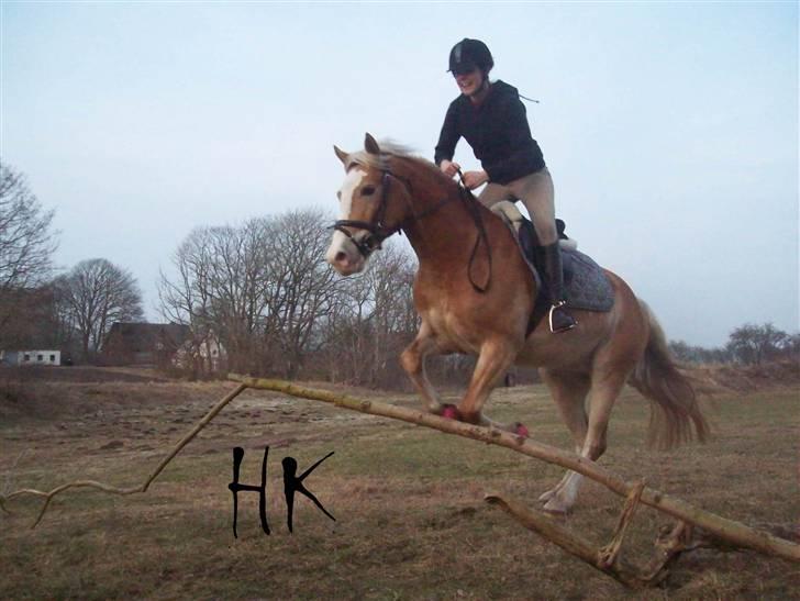 Dressurundervisning - Ridning af Goldy- Foldbilleder- Uggerhalne rideklub.- billede 59