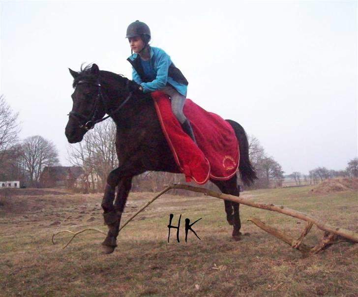 Dressurundervisning - Ridning af Goldy- Foldbilleder- Uggerhalne rideklub.- billede 60