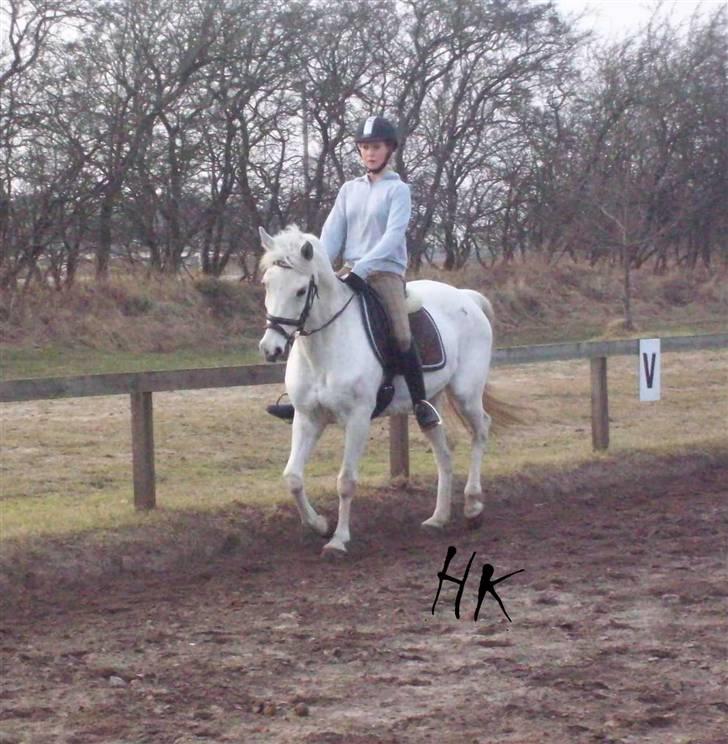 Dressurundervisning - Ridning af Goldy- Foldbilleder- Uggerhalne rideklub.- billede 61