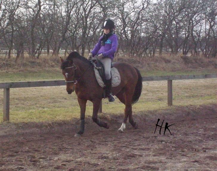 Dressurundervisning - Ridning af Goldy- Foldbilleder- Uggerhalne rideklub.- billede 62