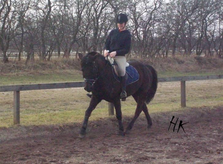 Dressurundervisning - Ridning af Goldy- Foldbilleder- Uggerhalne rideklub.- billede 63