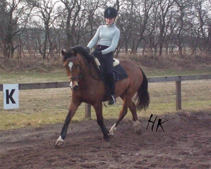 Dressurundervisning - Ridning af Goldy- Foldbilleder- Uggerhalne rideklub.- billede 64