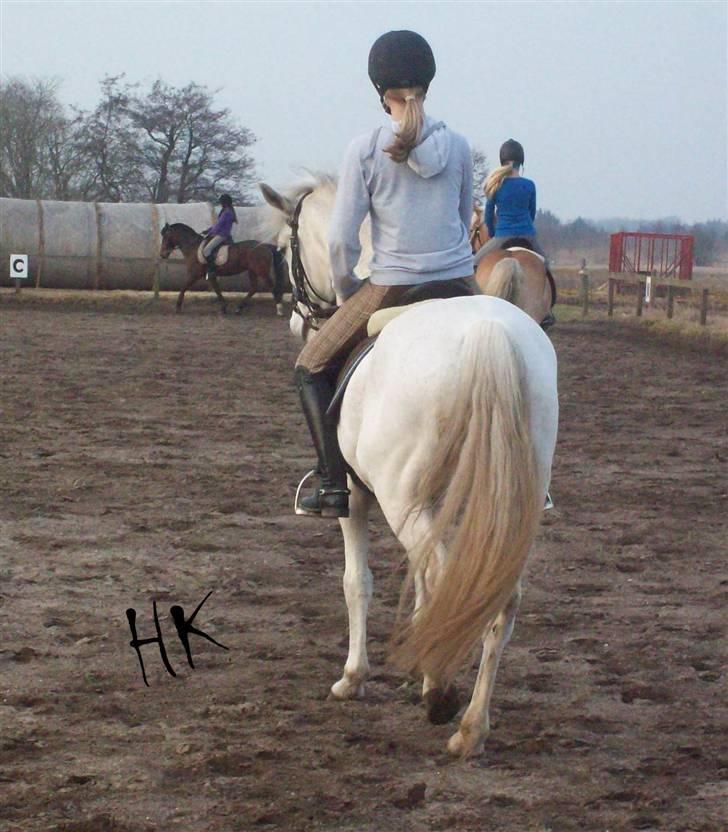 Dressurundervisning - Ridning af Goldy- Foldbilleder- Uggerhalne rideklub.- billede 65