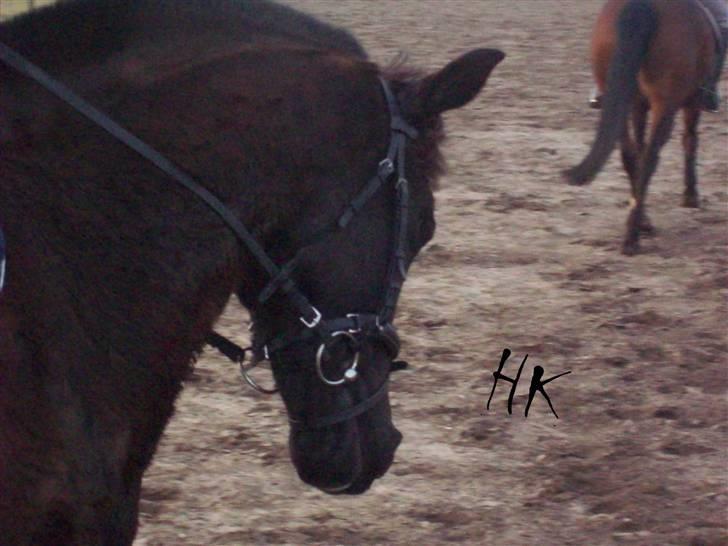 Dressurundervisning - Ridning af Goldy- Foldbilleder- Uggerhalne rideklub.- billede 66