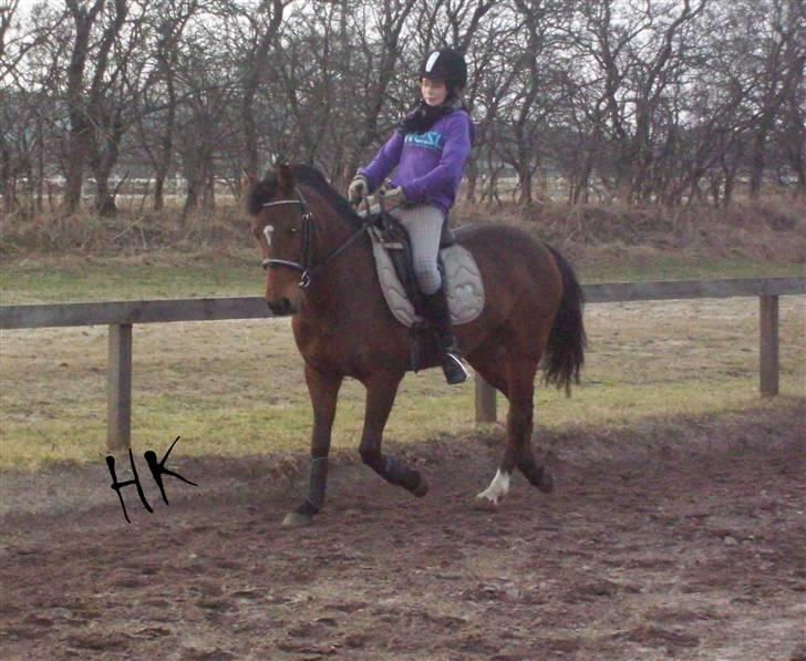 Dressurundervisning - Ridning af Goldy- Foldbilleder- Uggerhalne rideklub.- billede 67