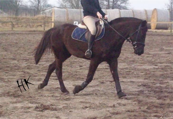 Dressurundervisning - Ridning af Goldy- Foldbilleder- Uggerhalne rideklub.- billede 68