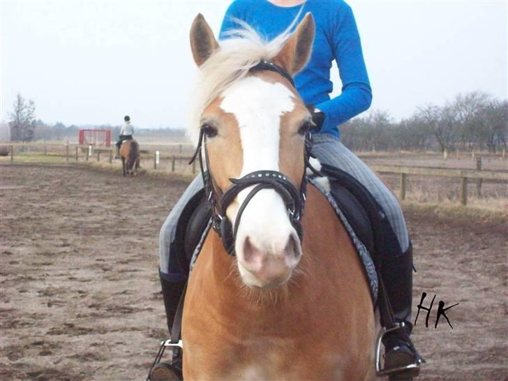 Dressurundervisning - Ridning af Goldy- Foldbilleder- Uggerhalne rideklub.- billede 70