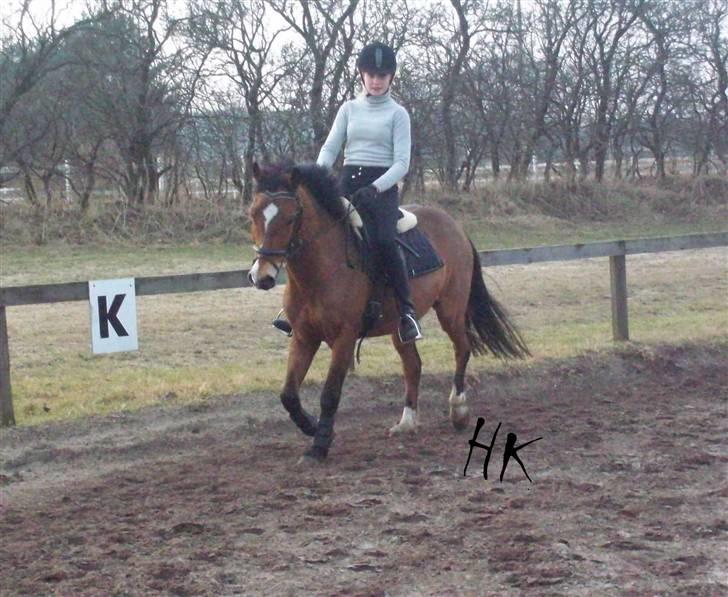 Dressurundervisning - Ridning af Goldy- Foldbilleder- Uggerhalne rideklub.- billede 72