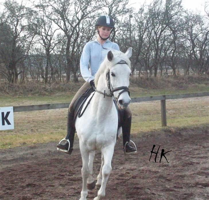 Dressurundervisning - Ridning af Goldy- Foldbilleder- Uggerhalne rideklub.- billede 73