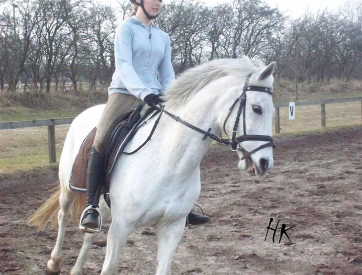 Dressurundervisning - Ridning af Goldy- Foldbilleder- Uggerhalne rideklub.- billede 74