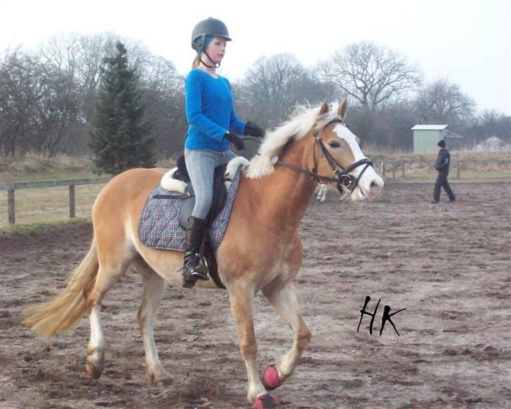 Dressurundervisning - Ridning af Goldy- Foldbilleder- Uggerhalne rideklub.- billede 75