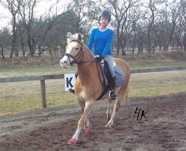 Dressurundervisning - Ridning af Goldy- Foldbilleder- Uggerhalne rideklub.- billede 76