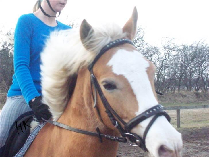 Dressurundervisning - Ridning af Goldy- Foldbilleder- Uggerhalne rideklub.- billede 78