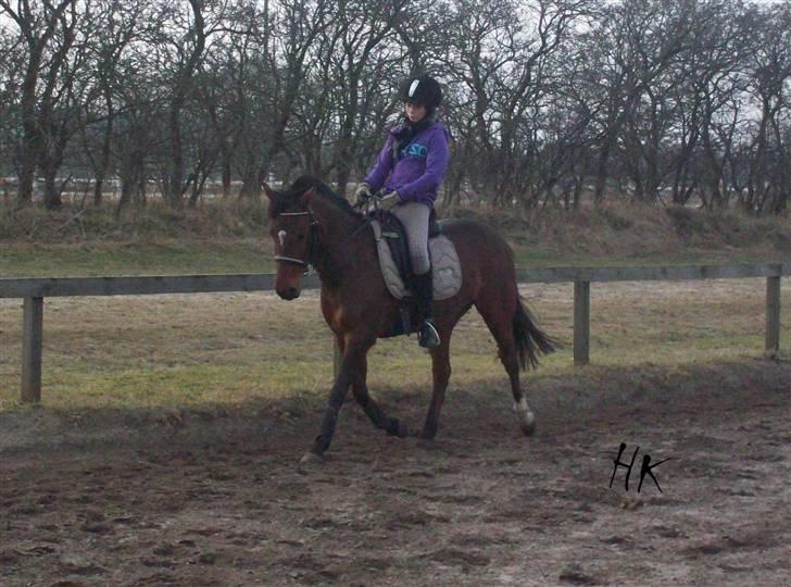 Dressurundervisning - Ridning af Goldy- Foldbilleder- Uggerhalne rideklub.- billede 82