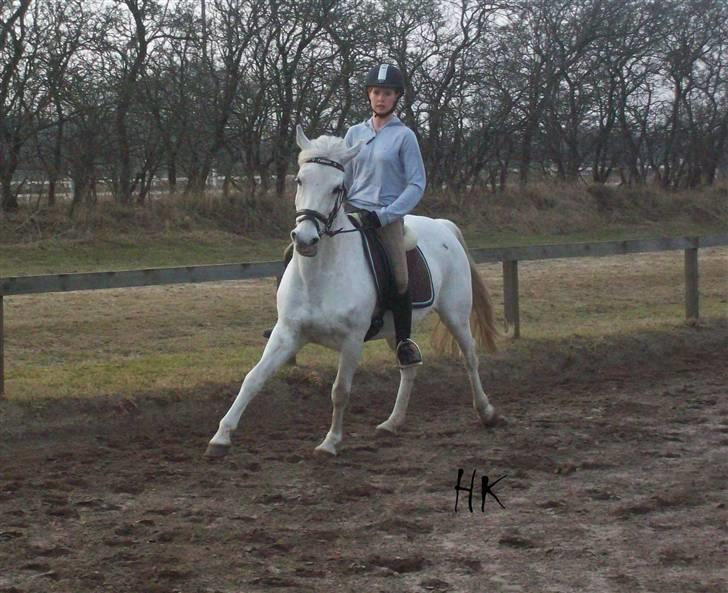 Dressurundervisning - Ridning af Goldy- Foldbilleder- Uggerhalne rideklub.- billede 83