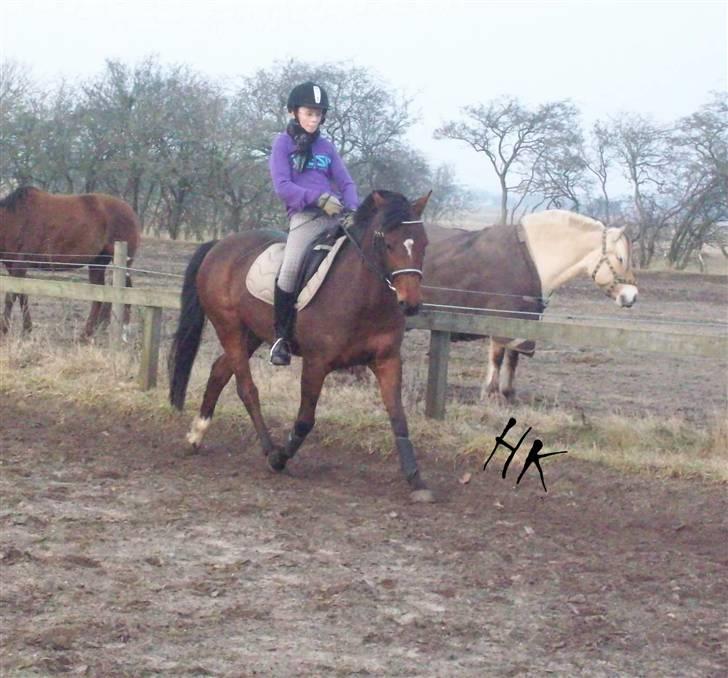 Dressurundervisning - Ridning af Goldy- Foldbilleder- Uggerhalne rideklub.- billede 85