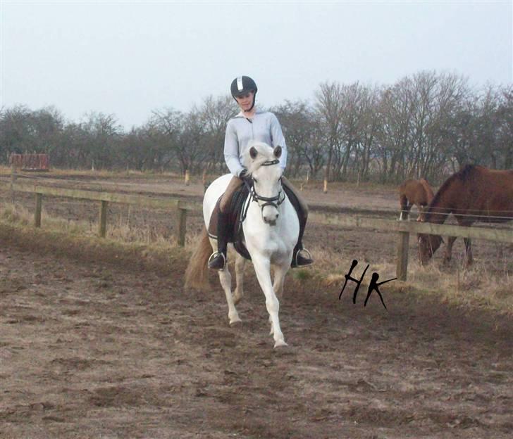 Dressurundervisning - Ridning af Goldy- Foldbilleder- Uggerhalne rideklub.- billede 86