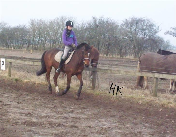 Dressurundervisning - Ridning af Goldy- Foldbilleder- Uggerhalne rideklub.- billede 87