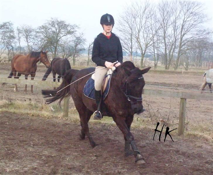 Dressurundervisning - Ridning af Goldy- Foldbilleder- Uggerhalne rideklub.- billede 88