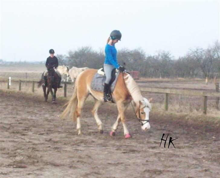 Dressurundervisning - Ridning af Goldy- Foldbilleder- Uggerhalne rideklub.- billede 89