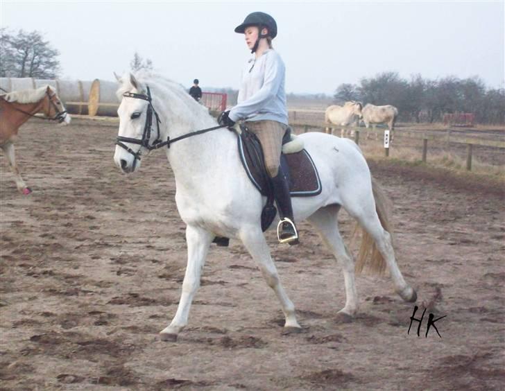 Dressurundervisning - Ridning af Goldy- Foldbilleder- Uggerhalne rideklub.- billede 90