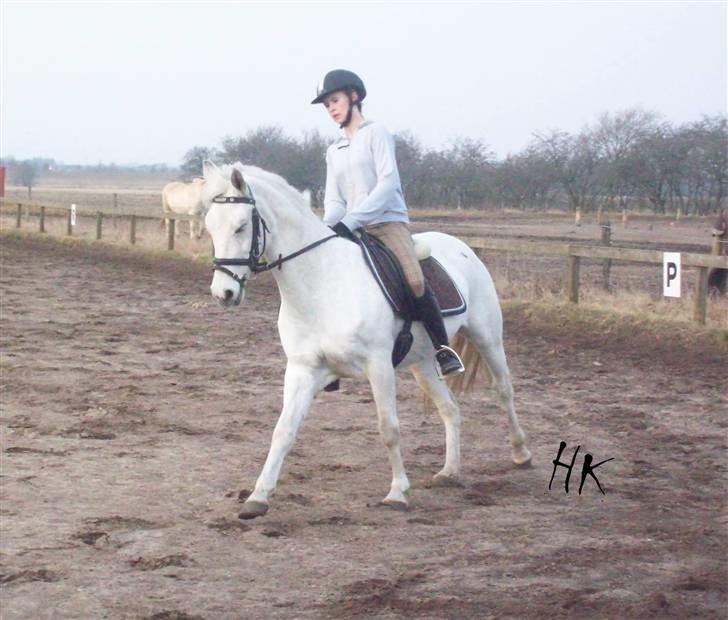 Dressurundervisning - Ridning af Goldy- Foldbilleder- Uggerhalne rideklub.- billede 91