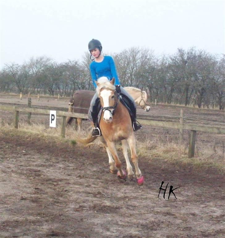 Dressurundervisning - Ridning af Goldy- Foldbilleder- Uggerhalne rideklub.- billede 92