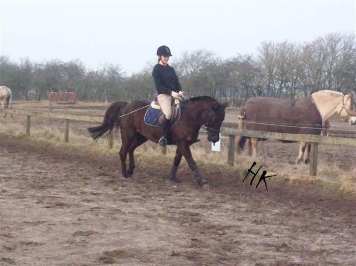 Dressurundervisning - Ridning af Goldy- Foldbilleder- Uggerhalne rideklub.- billede 93