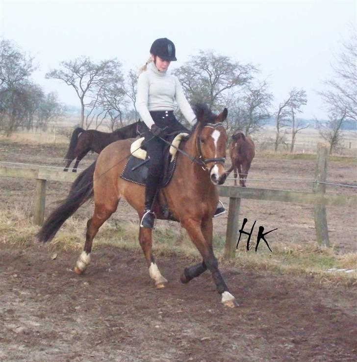 Dressurundervisning - Ridning af Goldy- Foldbilleder- Uggerhalne rideklub.- billede 94