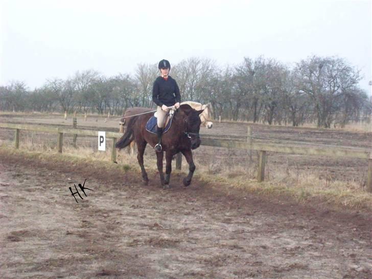 Dressurundervisning - Ridning af Goldy- Foldbilleder- Uggerhalne rideklub.- billede 95