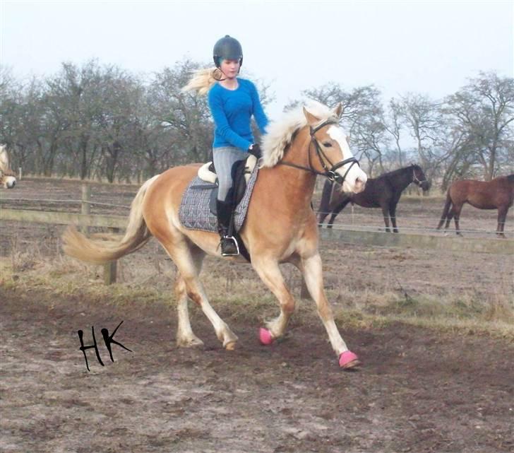 Dressurundervisning - Ridning af Goldy- Foldbilleder- Uggerhalne rideklub.- billede 96