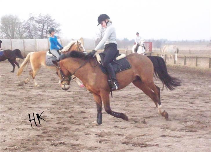 Dressurundervisning - Ridning af Goldy- Foldbilleder- Uggerhalne rideklub.- billede 97