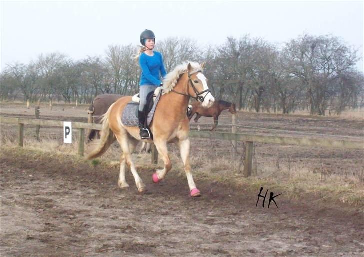 Dressurundervisning - Ridning af Goldy- Foldbilleder- Uggerhalne rideklub.- billede 98