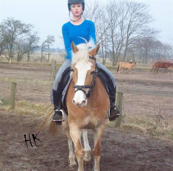 Dressurundervisning - Ridning af Goldy- Foldbilleder- Uggerhalne rideklub.- billede 100