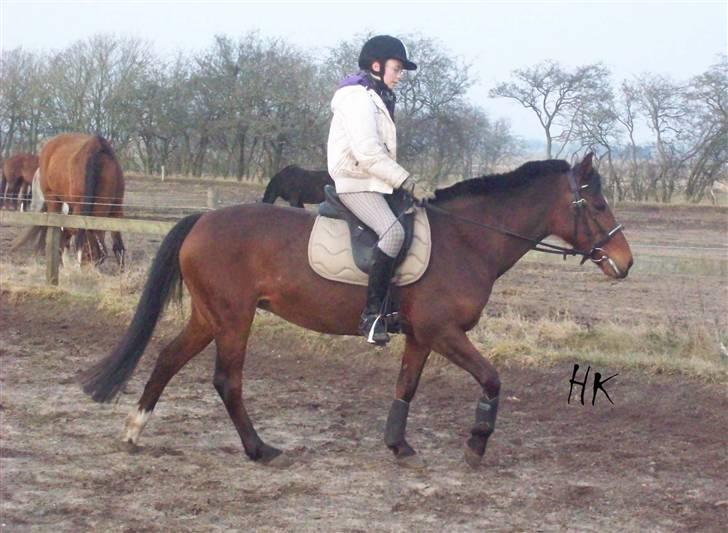 Dressurundervisning - Ridning af Goldy- Foldbilleder- Uggerhalne rideklub.- billede 101