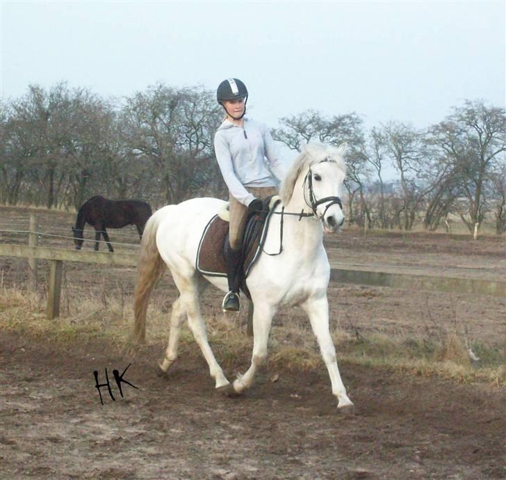 Dressurundervisning - Ridning af Goldy- Foldbilleder- Uggerhalne rideklub.- billede 102