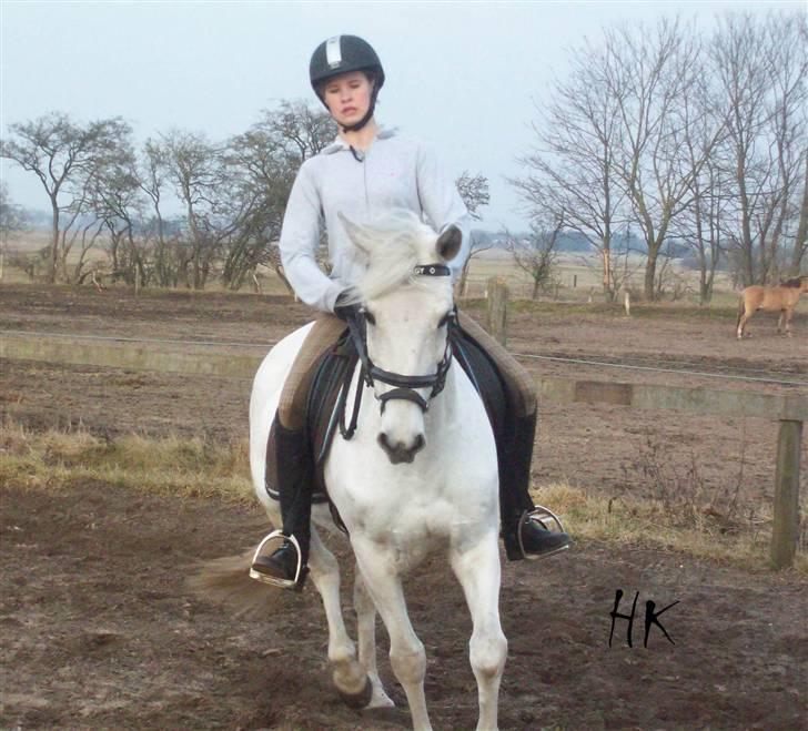 Dressurundervisning - Ridning af Goldy- Foldbilleder- Uggerhalne rideklub.- billede 104