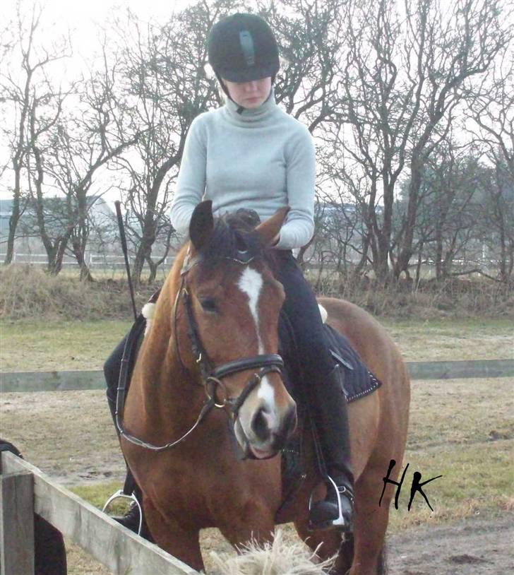 Dressurundervisning - Ridning af Goldy- Foldbilleder- Uggerhalne rideklub.- billede 105