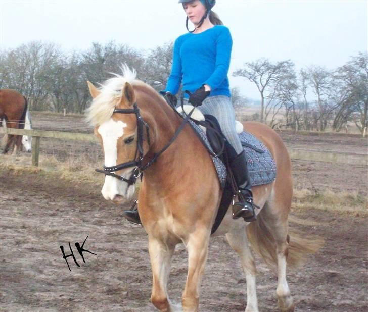 Dressurundervisning - Ridning af Goldy- Foldbilleder- Uggerhalne rideklub.- billede 108