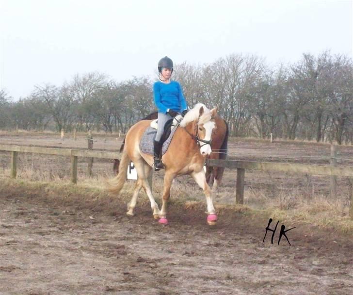 Dressurundervisning - Ridning af Goldy- Foldbilleder- Uggerhalne rideklub.- billede 109